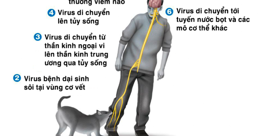 3 NGƯỜI CÙNG BỊ CHÓ NHÀ NUÔI CẮN, MỘT NGƯỜI LÊN CƠN DẠI TỬ VONG. CẢNH BÁO HIỂM HỌA CHẾT NGƯỜI TỪ VẾT LIẾM/CẮN/CÀO CỦA CHÓ, MÈO