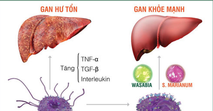 TÌM HIỂU BỆNH VIÊM GAN C VÀ CÁCH HỖ TRỢ PHÒNG NGỪA
